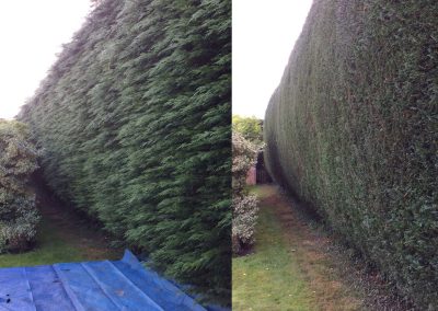 Before and after of hedge getting trimmed