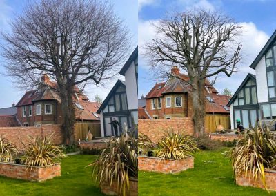 Before and after of tree branches bring cut