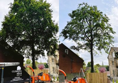 Before and after of tree tidying work