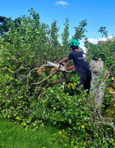 Man using a chainsaw to cut down fruit tree