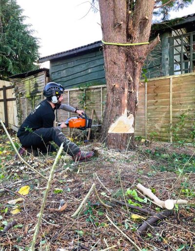 Man cutting down tree in protective gear using chainsaw