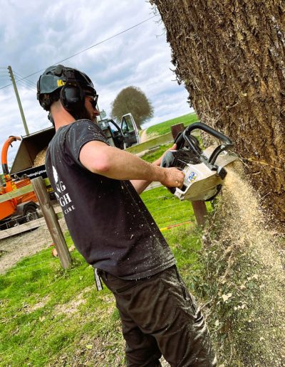 Person cutting into a tree using a chainsaw