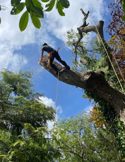 Man in tree with safety harness performing pollarding work