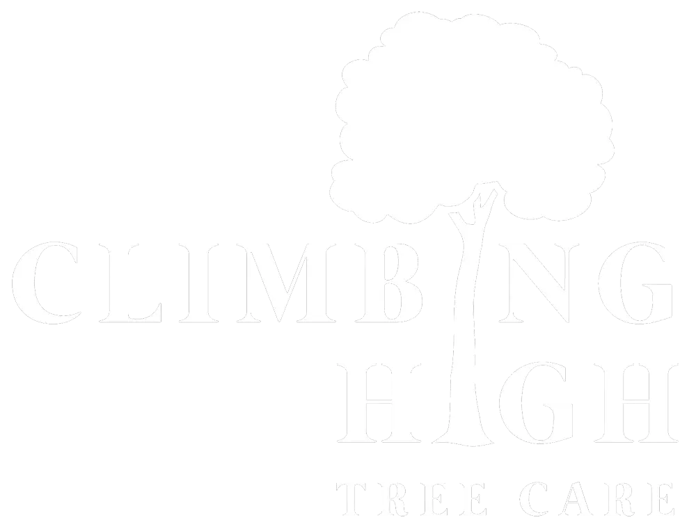 Climbing High Tree Care