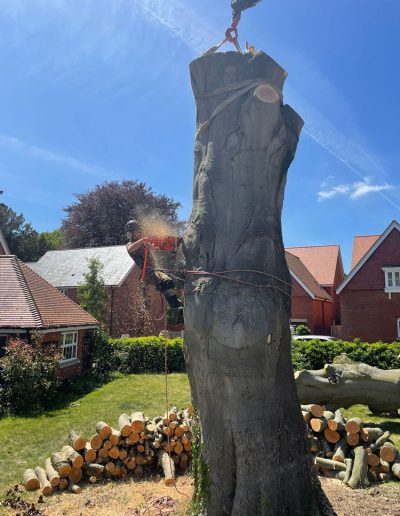 Man in tree with chainsaw