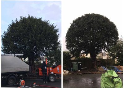 Before and after of a yew tree being trimmed